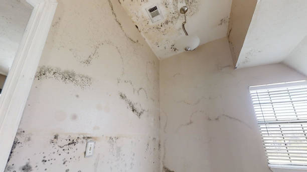 Best Asbestos and Lead Testing During Mold Inspection  in Inez, TX